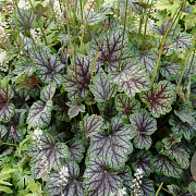 Heuchera 'Green Spice' GM P9
