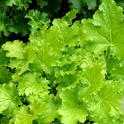 Heuchera 'Lime Rickey' GM P9