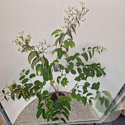 Heptacodium miconioides 125-150 cm 10L