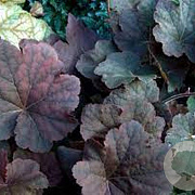 Heuchera 'Mocha' GM P9