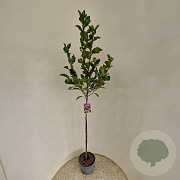 Magnolia 'Susan' 110 cm stam 10L