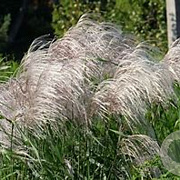 Miscanthus s. 'Memory' GM P9