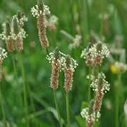 Plantago lanceolata GM P9