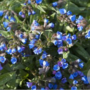 Pulmonaria 'Benediction' GM P9