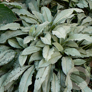 Pulmonaria 'Majesté' GM P9