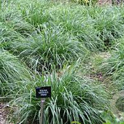 Sesleria 'Greenlee' GM P9