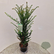 Taxus baccata 80-85 cm 4,5L
