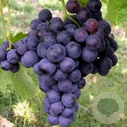 Vitis 'Dornfelder' 80-100 cm rozenpot 2L