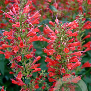 Agastache 'Kudos Red' GM P9