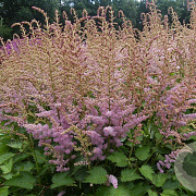 Astilbe c. 'Finale' GM P9