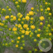 Aster linosyris GM P9