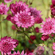 Astrantia m. Cerise Button GM P9