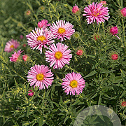 Aster n.-a. 'Harrington's Pink' GM P9
