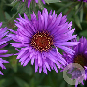 Aster n.-a. 'Purple Dome' GM P9