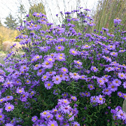 Aster n.-b. 'Dauerblau' GM P9