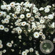 Aster n.-b. 'White Ladies' GM P9