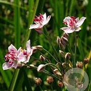 Butomus umbellatus GM P9