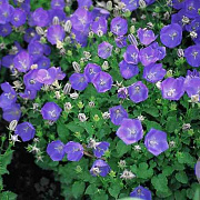 Campanula c. 'Blaue Clips' GM P9