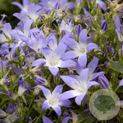 Campanula posch. 'Blauranke' GM P9