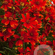 Coreopsis vert. 'Ladybird' GM P9