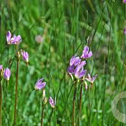 Dodecatheon jeffreyi GM P9