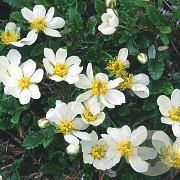 Dryas suendermannii GM P9