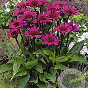 Echinacea p. 'Fatal Attraction' GM P9