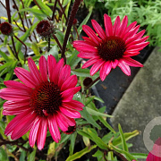 Echinacea p. 'JS Stiletto' GM P9