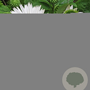 Echinacea p. 'Virgin' GM P9