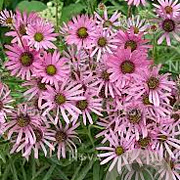 Echinacea t. Rocky Top Hybrids GM P9