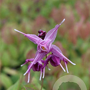 Epimedium gr. 'Lilafee' GM P9