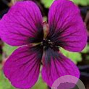 Geranium procurrens 'Sandrine' GM P9