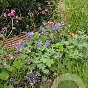 Geranium 'Philippe Vapelle' GM P9