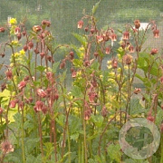 Geum rivale GM P9