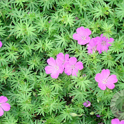 Geranium sang. 'Aviemore' GM P9