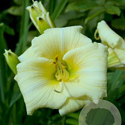 Hemerocallis 'Longfields Pearl' GM P9