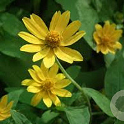 Helianthus microcephalus GM P9