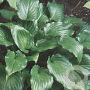 Hosta 'Invincible' GM P9