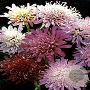 Knautia m. 'Melton Pastels' GM P9