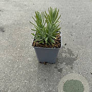 Lavandula ang. 'Arctic Snow' GM P9