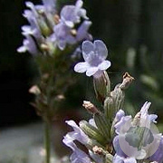 Lavandula int. 'Grappenhall' GM P9
