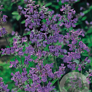Nepeta 'Six Hills Gold' GM P9