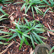 Ophiopogon jap. 'Minor' GM P9