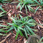 Ophiopogon jap. 'Minor' GM P9