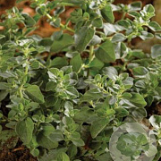 Origanum vulg. 'Hot Spicy' GM P9