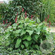 Persicaria a. Bonfire GM P9