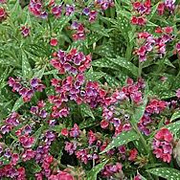 Pulmonaria 'Raspberry Splash' GM P9