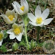 Pulsatilla v. 'Alba' GM P9