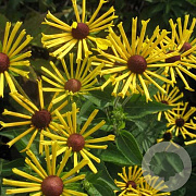 Rudbeckia subt. 'Henry Eilers' GM P9