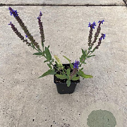 Salvia nem. 'Blauhügel' GM P9